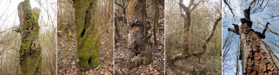 Výčet zjištěných druhů je uveden ve faunistickém průzkumu. Zhodnocení opatření na biotu a zjištěné zvláště chráněné druhy je uvedeno v průvodní zprávě projektové dokumentace. Obrázek č.