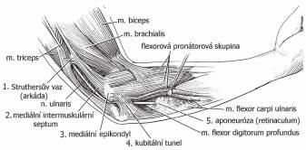 Anatomie Loketní nerv obsahuje vlákna kořenů C8 a Th1 a nekonstantně C7. V průběhu plexus brachialis vlákna procházejí dolním trunkem, pak mediálním fasciklem a po jeho rozdělení (mediální část n.