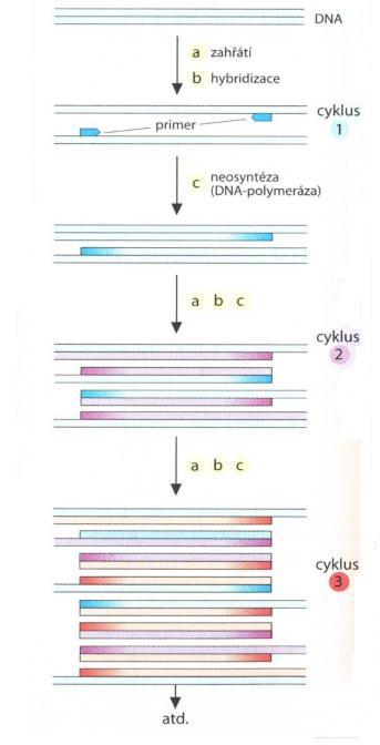 Obr. 9: Polymerázová řetězová reakce [23] 2.4.2 Detekce PCR produktu K analýze produktů polymerázové řetězové reakce mohou být použity různé metody. Např. hybridizace, ELISA nebo sekvenční analýza.