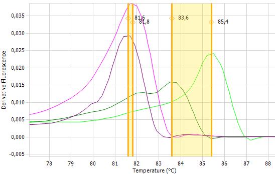 Graf 2: Vysokorozlišovací analýza křivek tání s primery specifickými pro rod Lactobacillus primery P1V1/P2V1 - pro vybrané druhy rodu Lactobacillus.
