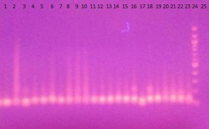č. Vzorek Detekce PCR produktu č. Vzorek Detekce PCR produktu 1 L. acidophilus CCM 4833T + 14 L. kefiry CCM 7086 + 2 L. delbruckii CCM 7190T + 15 L. amylovarum CCM 4380 + L. delbrueckii ssp.
