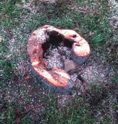 Na borce se téï ve velkém mnoïství na la houba Armillaria mellea - václavka obecná.