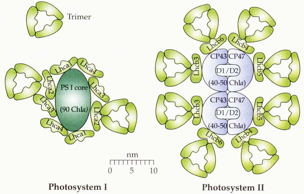 Světlosběrné komplexy fotosystémů absorbce fotonů jednotlivými molekulami