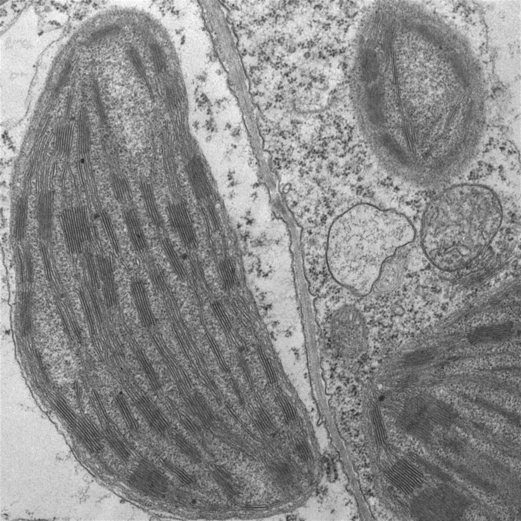 Chloroplast elektronový mikroskop J.