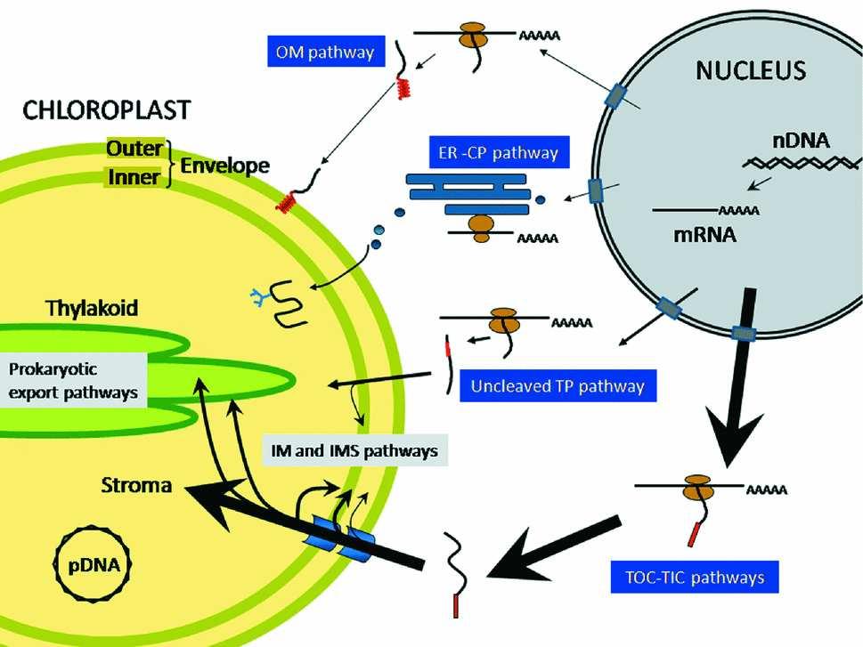 Transport proteinů do plastidu TOC-TIC translokony