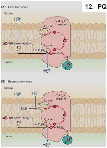 Cytochrom b6f komplex a chinonový cyklus (pracuje jako dimer) Co se dvěma elektrony, když je potřeba jen jeden?