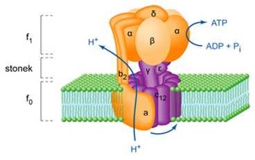liší u různých ATP syntáz