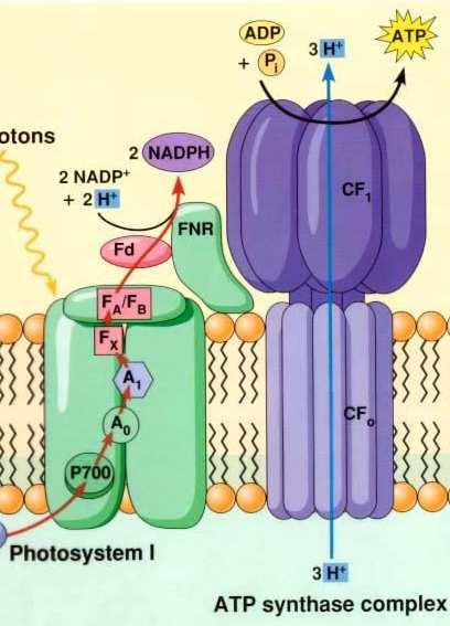 Syntéza ATP ATP synthase (CF