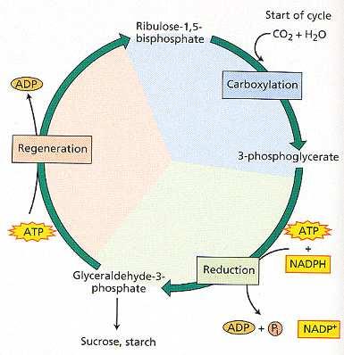 Calvinův cyklus 3 fáze: 1) Karboxylace 2) Redukce 3) Regenerace