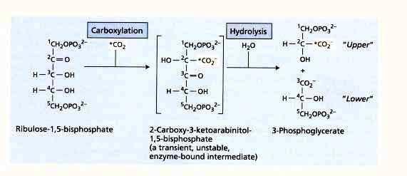 Karboxylace