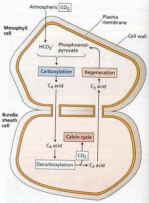 C4 fotosyntéza (C4 a CAM) - adaptace bránící oxygenázové aktivitě Rubisco - Rubisco pracuje v prostředí s vysokou koncentrací CO 2 a sníženou koncentrací O 2 - primární fixace CO 2 enzymem