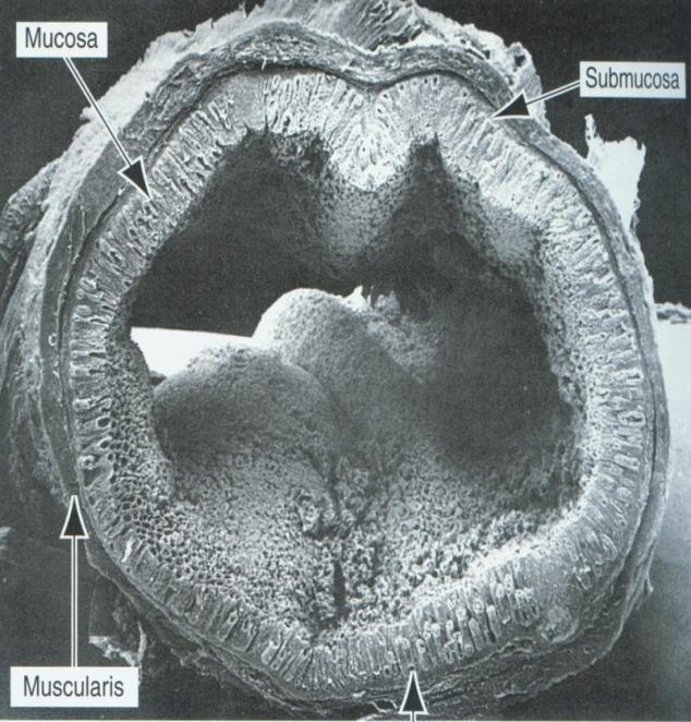 Sliznice (tunica mucosa) lamina epithelialis mucosae lamina propria mucosae lamina muscularis mucosae Podsliznice (tela submucosa) cévní a nervová pleteň