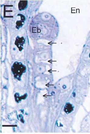 Vznik vakuol Embryogeneze: -bazálně orientovaná vakuola v oplozené zygotě dělení