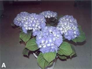 Hydrangea