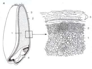 Proteinové zásobní vakuoly (PSV) Obsah PSV (Protein Storage Vacuole): Zásobní proteiny: -albuminy, globuliny (semena kvetoucích