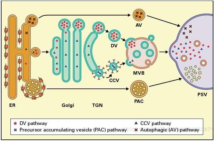 Transport do PSV: Transport do vakuol -Není znám univerzální signál/receptor -PSV obsahují především zásobní proteiny, agregace během jejich syntézy v ER a GA Agregované zásobní proteiny z ER