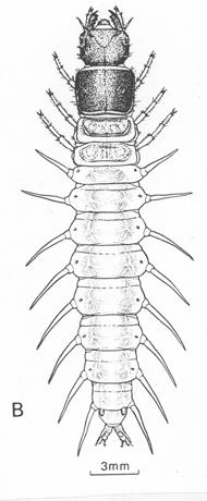 MORFOLOGIE LARVY A KUKLY LARVA polypodní hlava prognátn tní, čtvercová