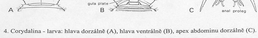 tracheáln lní žábry konec abdominu s nepárovým filamentem nebo párovými p