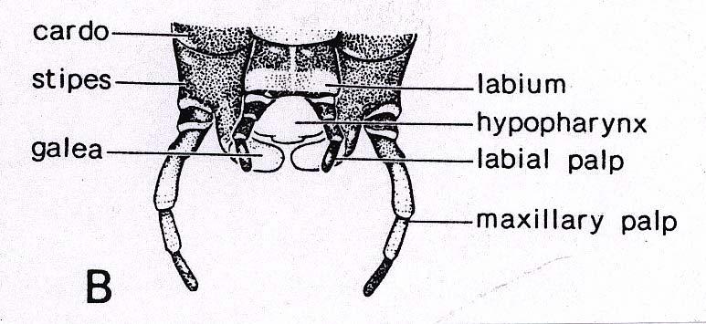 MORFOLOGIE IMAGA Inoceliidae HLAVA - prognátn tní,, zploštělá,, dozadu zúžená - ústní ústrojí kousací: Raphidiidae velké labrum mandibuly se 3-43 4 silnými zuby maxily: