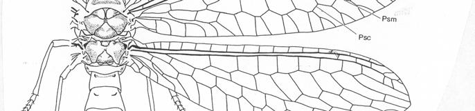 HRUĎ - prothorax pohyblivý (nejméně u Ascalaphidae, nejvíce u Mantispidae) - páry křídel k stejnocenné s obdobným průběhem základních žilek - široké kostáln lní pole, na konci