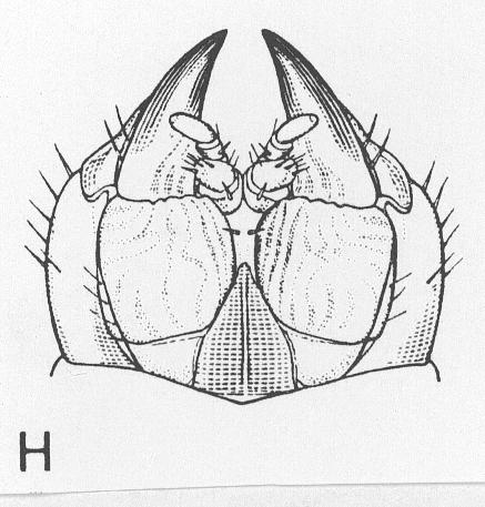 (2) ITHONOIDEA dvě čeledi (1) Ithonidae a (2) Rapismatidae