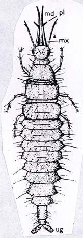 (3) OSMYLOIDEA - křídla s pterostigmatem,, vzácn cně bez - larva s přímým p aža rozbíhavým ústním ústrojím - některé vodní (Osmylidae, Sisyridae) - čtyři čeledi [pravděpodobn