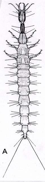 (3) OSMYLOIDEA (2) DILARIDAE - imaga se 3 ocelli - samice s kladélkem lkem - larvy terestrické v