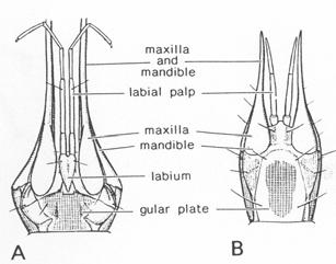 (4) MANTISPOIDEA - bez plamky; platí i o Sisyridae - řazeni k Osmyloidea