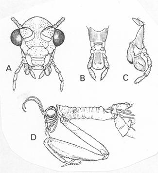 (4) MANTISPOIDEA (3) MANTISPIDAE (pakudlankovit(