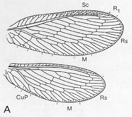 (5) HEMEROBIOIDEA - křídelní žilnatina s Ra sektorem dvou a vícev kmenů na přednp edním m křídle, k cubitus a postcubitus - mandibuly a maxily u larev krátk tké,, zahnuté,, na vnitřní straně bez zubů