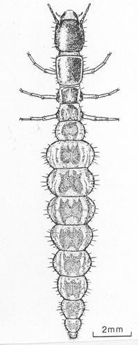 kampodeoidní: Neuroptera Neuroptera, Adephaga (D), Strepsiptera,