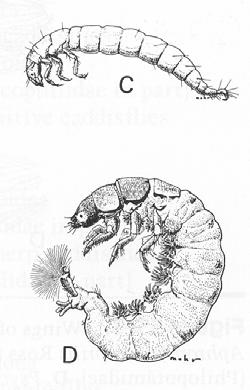 Scarabaeidae, Ptinidae, Anobiidae) oniscoidní: Coleoptera