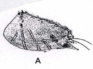 (5) HEMEROBIOIDEA (3) PSYCHOPSIDAE - větší formy (až 6 cm) - křídla se zakulaceným přednp