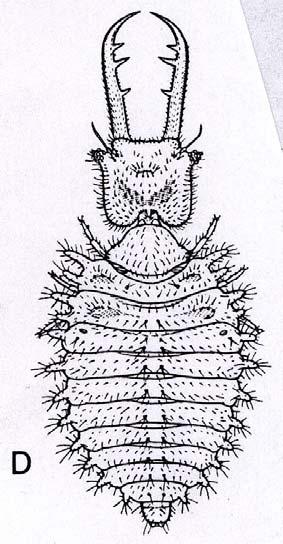 často barevné skvrny - larvy se čtvercovitou hlavou - stemata na dlouhých hrbolcích ch - labiáln lní palpy