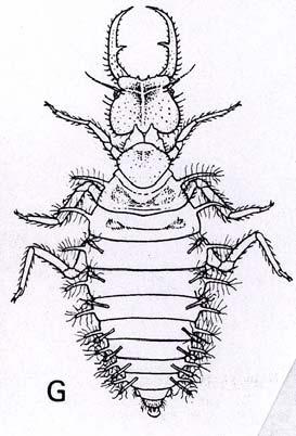 několika n žilkami - jen se zkroucenými filamenty (Crocinae) - larvy podobné mravkolvům m