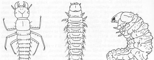 MODIFIKACE VÝVOJE HOLOMETABOLA HYPERMETABOLIE (Meloidae( Meloidae) - v souvislosti s parazitizmem (příkladem: Meloidae: Epicauta) (a) instar I.