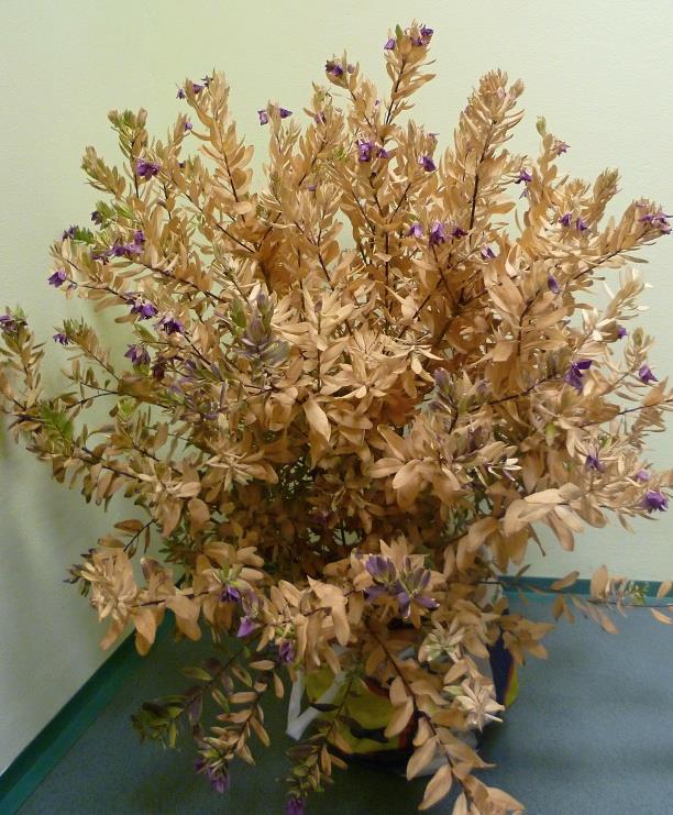 Podezření na Xf ve vítodu (2) Rostlina silně poškozená mrazem a téměř odumřelá Po neúspěšném pokusu