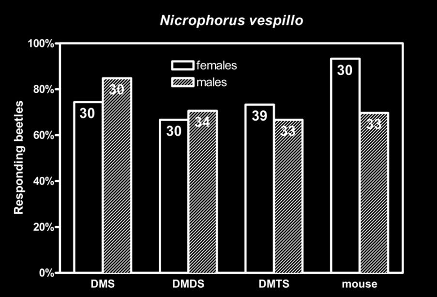 Výsledky biotestů AtraktivitaDMTS, DMDS, DMS a 1 staré myší mrtvolky pro hrobaříky N. vespillo a N.