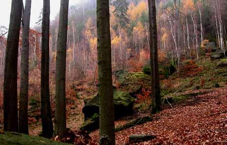 ve strmém svahu nad Labem Skalní