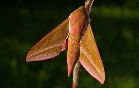 (Deilephila elpenor)