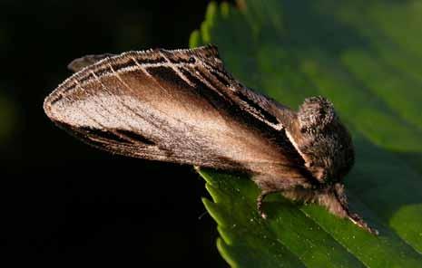 (Phalera bucephala)