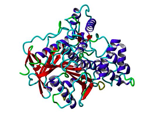 Obr. č. 5 3D struktura lidské BChE [34] Gen pro BChE je umístěn na chromozomu 3q26.1 q26.2 a skládá se ze 4 exonů oddělených 3 introny.