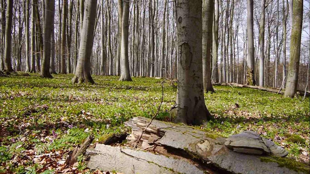 To pak nasákne spoustu vody, která pomáhá v