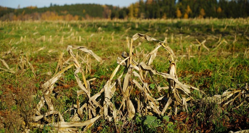 Nedostatek organické hmoty v půdě Možnost využívání alternativních zdrojů organické hmoty: Kaly z čistíren odpadních vod (vyhl. MŽP č. 437/2016 Sb.