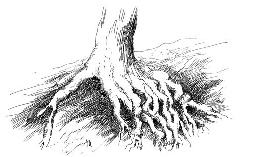 Délka takové cévy může být velmi rozmanitá: někde, jako u jasanů, byly nalezeny cévy probíhající od kořenů do koruny, u dubů byly dlouhé jen asi 4 metry.