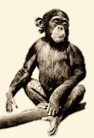 PROČ OPICE NEMLUVÍ? Opice jsou mistry v napodobování člověka. Odpozorují jeho konání a dají se vycvičit k různým úkonům. Je pozoruhodné, že řeč a zvuky člověka opice neopakují.