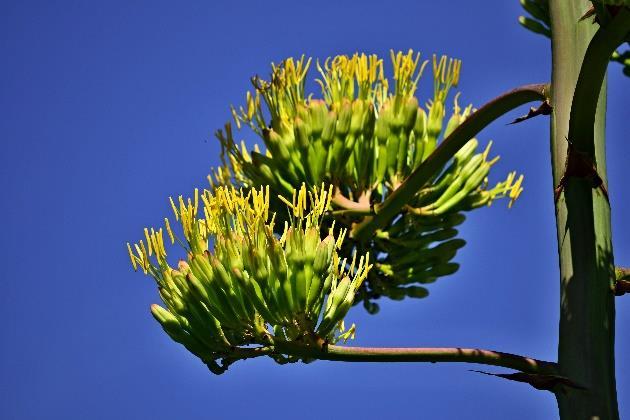 umírá. Agáve americká (agave americana) je původem z Mexika.