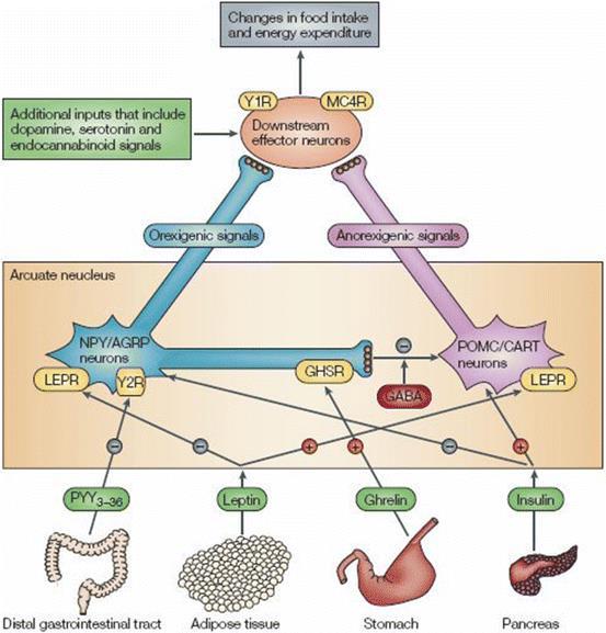 Patofyziologie obezity složitá neurohumorální regulace řízena centry hladu a centry sytosti v hypotalamu Neurony Neurony orexigenní