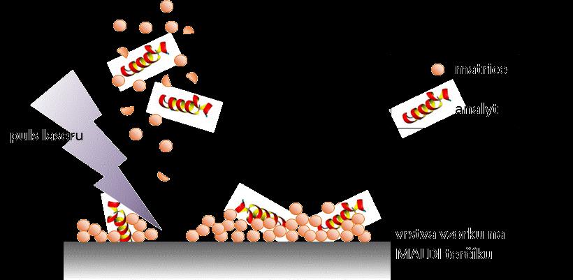 Hmotnostní spektrometrie s analyzátorem doby letu a laserovou desorpcí/ionizací za účasti matrice (MALDI TOF MS) MALDI TOF MS (z anglického Matrix-Assisted Laser Desorption/Ionization Time-of- Flight