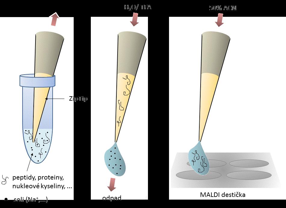 pokud X P). Směs těchto tryptických štěpů peptidu (digest) se poté analyzuje metodou MALDI TOF MS.